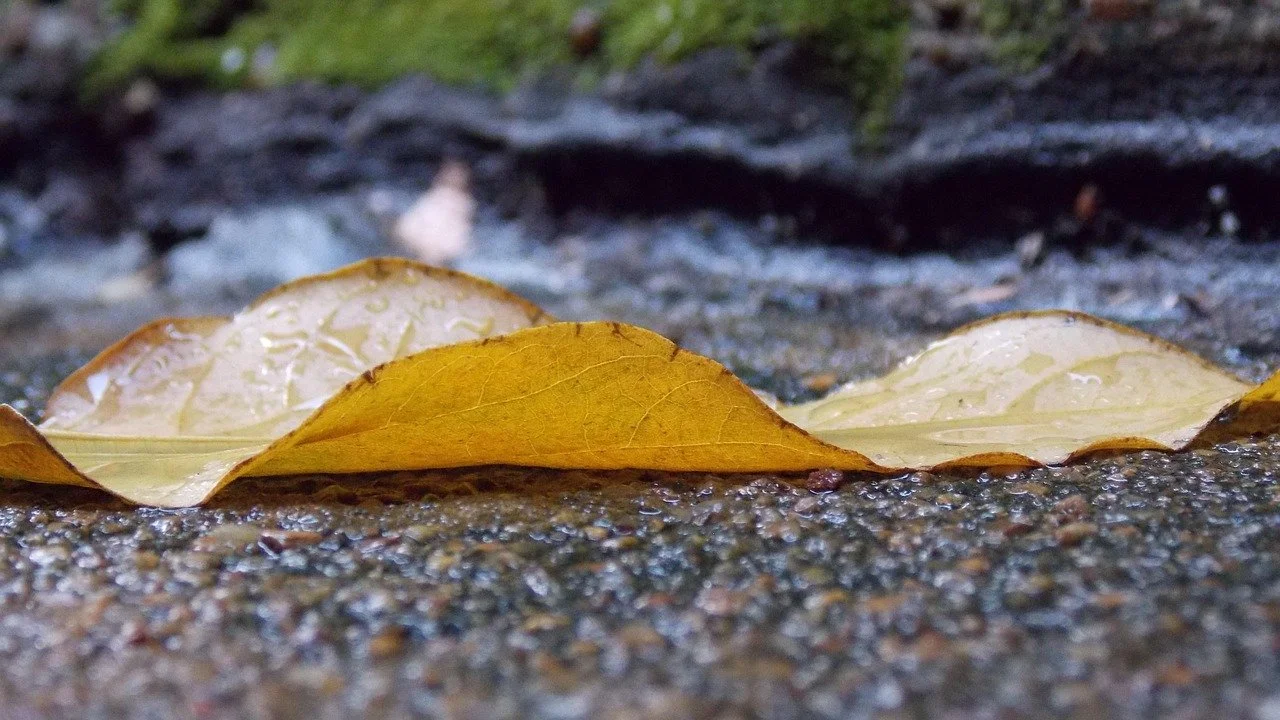 Winter Rain and Fallen Leaves