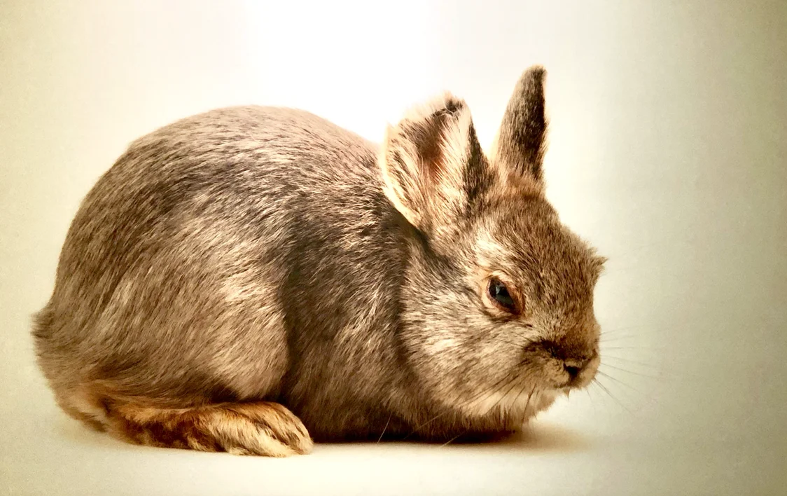 The Extinction of the Columbia Basin Pygmy Rabbit
