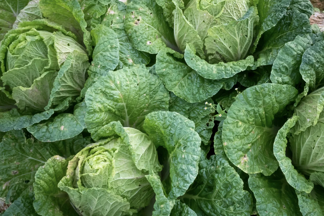 90-Day Cabbage